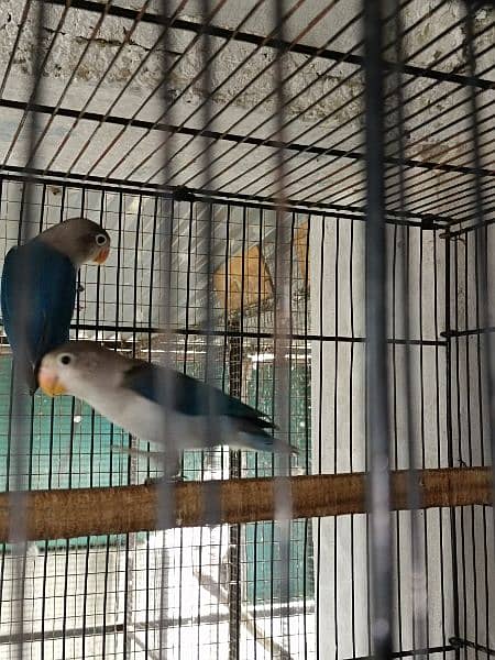 All Birds for sale 4