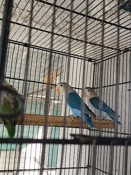 All Birds for sale 5