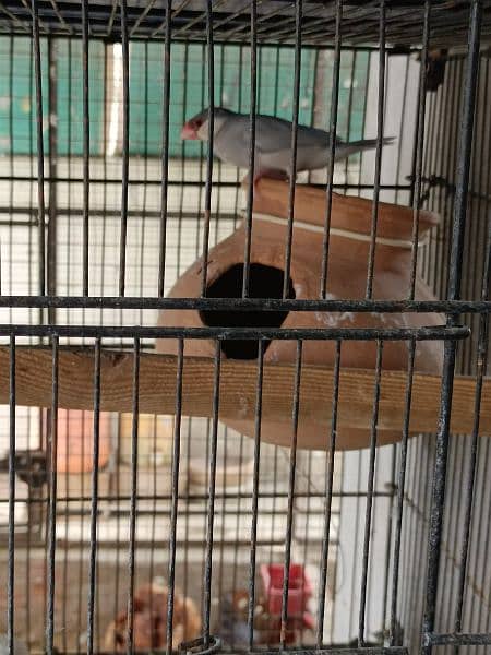 All Birds for sale 11