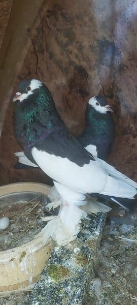 A one quality Jackobin pigeon , white,nlack Danish,  pouter for sale 3