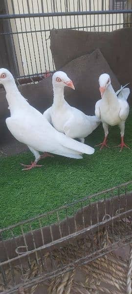 A one quality Jackobin pigeon , white,nlack Danish,  pouter for sale 4