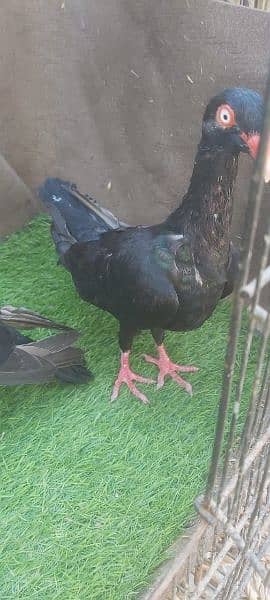A one quality Jackobin pigeon , white,nlack Danish,  pouter for sale 5