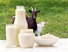 fresh and pure Goat milk
