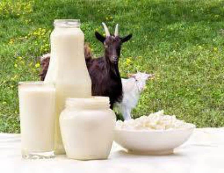 fresh and pure Goat milk 0