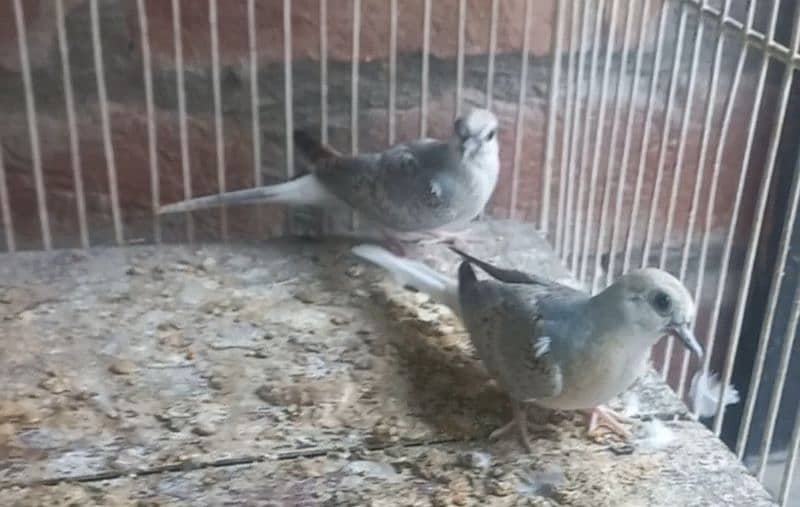 Blue pied dove good quality and size 0