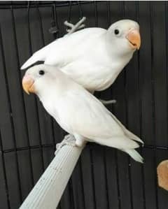 love bird breeder pairs bonded pairs with proof 0