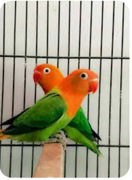 love bird breeder pairs bonded pairs with proof 2