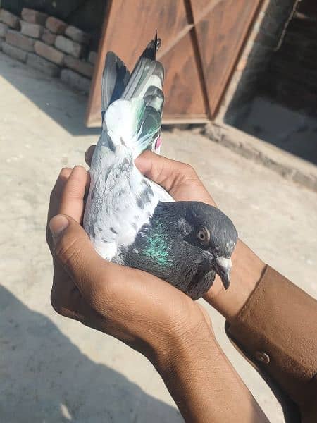 pigeon for sale in 800 rupay per 6