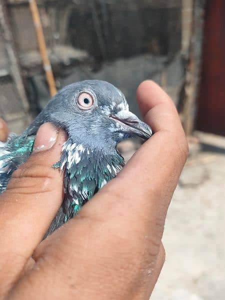pigeon for sale in 800 rupay per 8