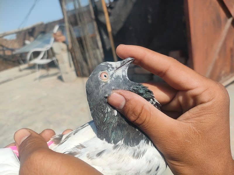 pigeon for sale in 800 rupay per 10