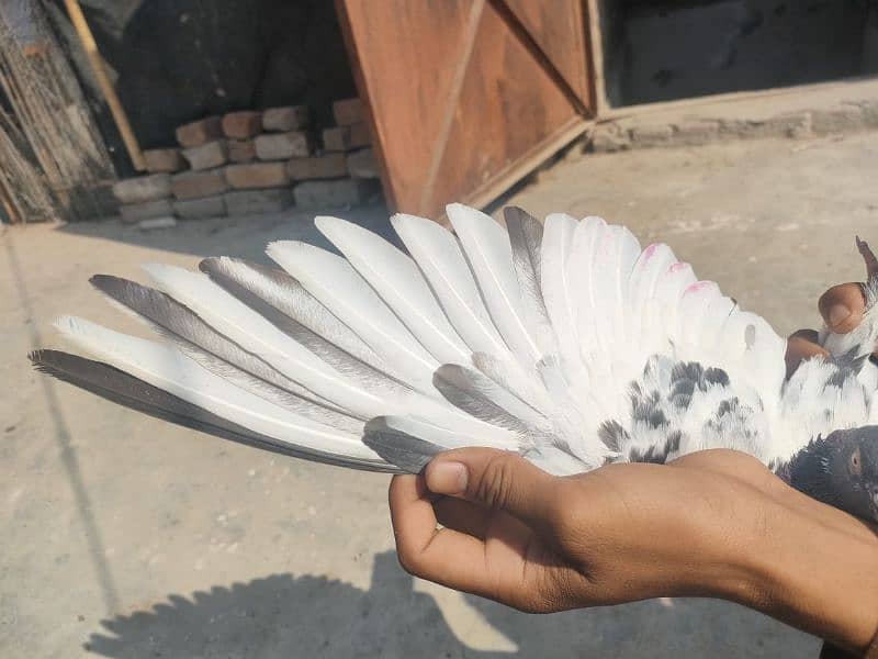 pigeon for sale in 800 rupay per 11