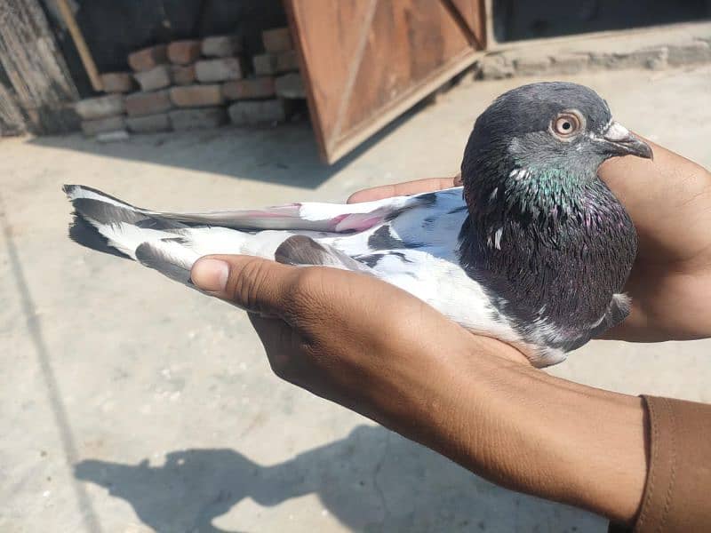 pigeon for sale in 800 rupay per 12