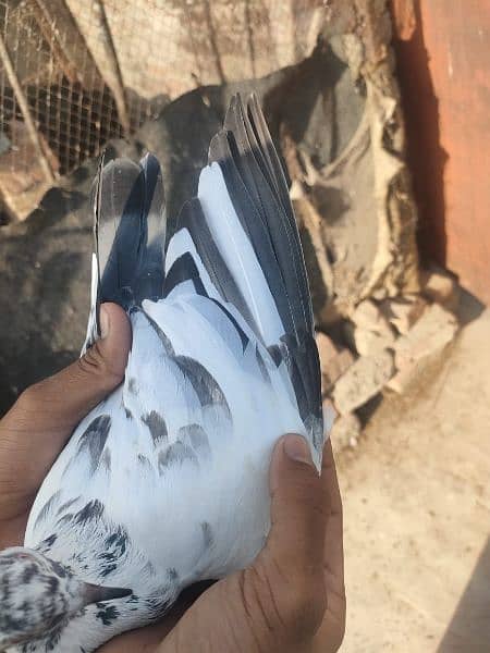 pigeon for sale in 800 rupay per 14
