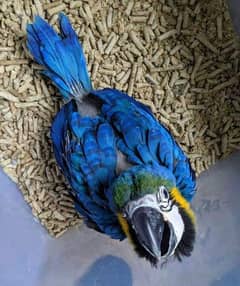 blue scarlet macaw 03225272996