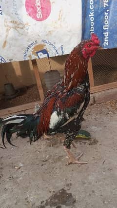 2 Aseel Roosters for sale price can be a bit negotiated.