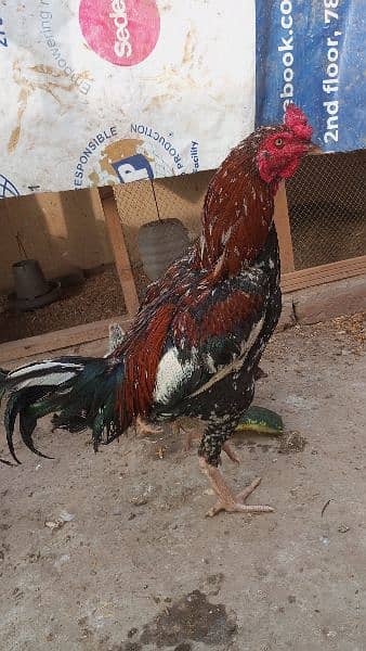2 Aseel Roosters for sale price can be a bit negotiated. 0