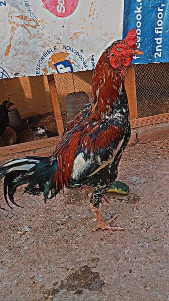 2 Aseel Roosters for sale price can be a bit negotiated. 1