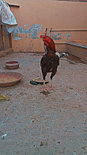 2 Aseel Roosters for sale price can be a bit negotiated. 2