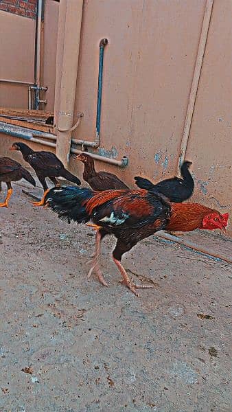 2 Aseel Roosters for sale price can be a bit negotiated. 3