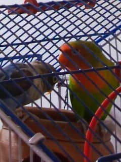 pair for sale lovebirds pich and black face pair