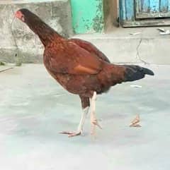 Pure best quality aseel hen for sale 0