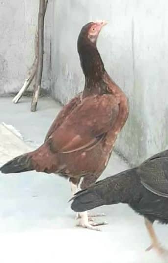 Pure best quality aseel hen for sale 1