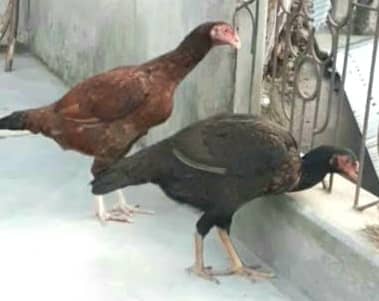 Pure best quality aseel hen for sale 2