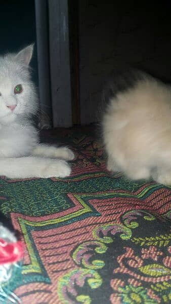 persian kitten blue eyes 3