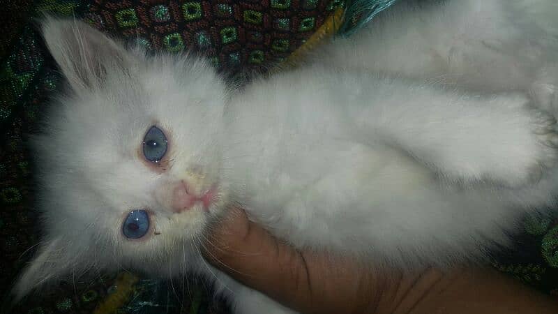 persian kitten blue eyes 4