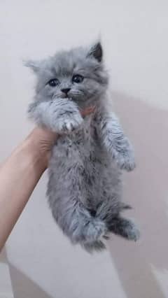 pair triple coated persian kittens for sale