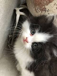 Cute Persian Cat | Punch Face Kitty | Grey Eyes 0