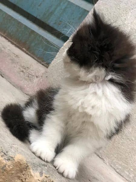 Cute Persian Cat | Punch Face Kitty | Grey Eyes 1