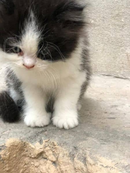 Cute Persian Cat | Punch Face Kitty | Grey Eyes 3