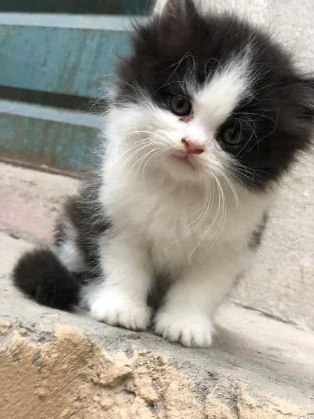 Cute Persian Cat | Punch Face Kitty | Grey Eyes 4