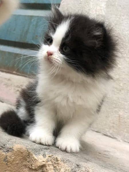 Cute Persian Cat | Punch Face Kitty | Grey Eyes 5