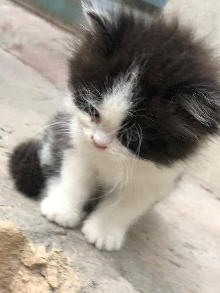 Cute Persian Cat | Punch Face Kitty | Grey Eyes 6