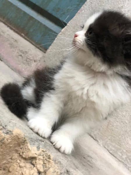 Cute Persian Cat | Punch Face Kitty | Grey Eyes 7