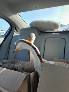 Healthy Chinese Geese for Sale!  0