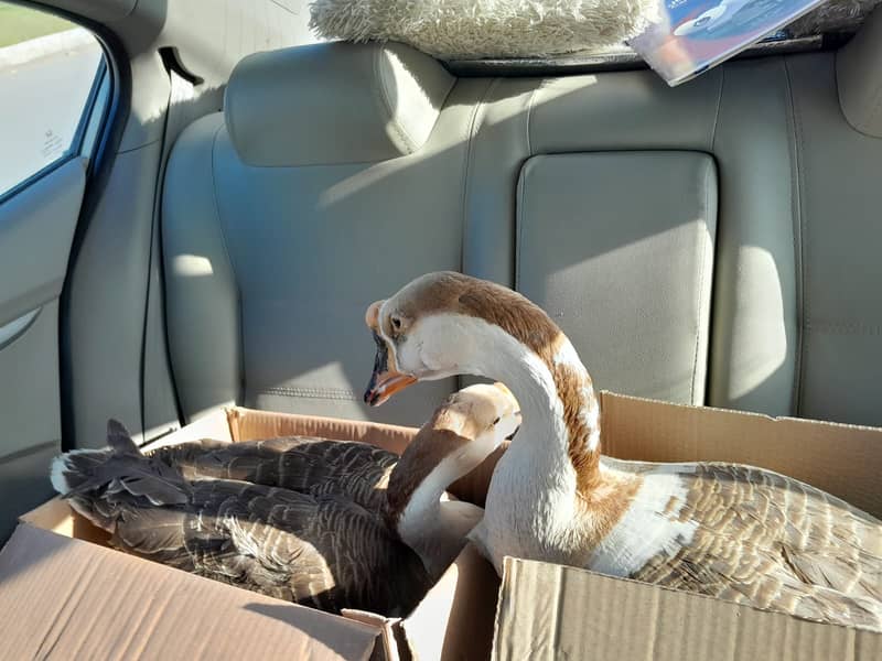  Healthy Chinese Geese for Sale!  1