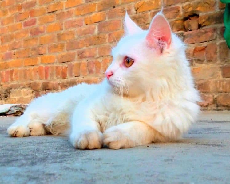 Persian cat age 11 months 2