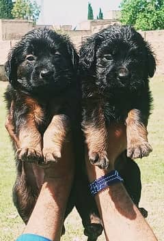 black German Shepherd puppies for sale