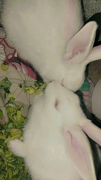 2 Rabbits 0