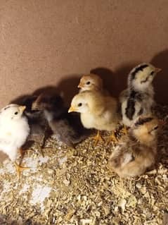 Aseel Java and mianwali chicks available for sale 0