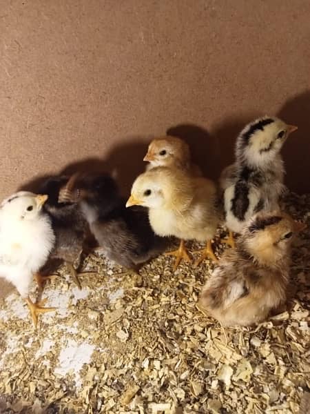 Aseel Java and mianwali chicks available for sale 0