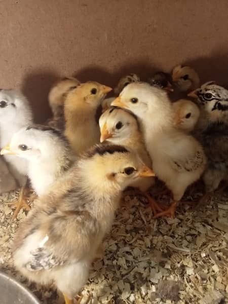 Aseel Java and mianwali chicks available for sale 1