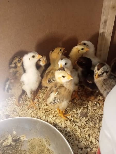 Aseel Java and mianwali chicks available for sale 2
