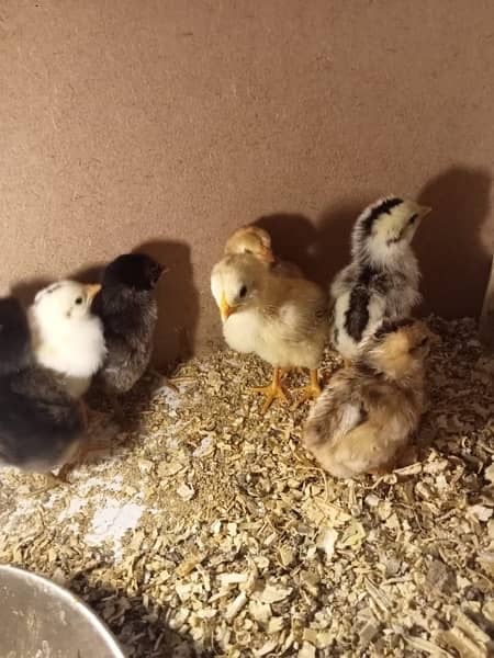 Aseel Java and mianwali chicks available for sale 3