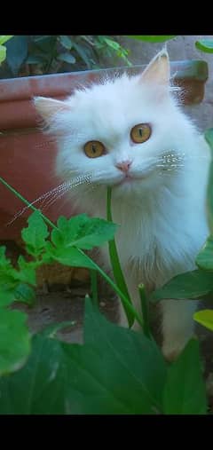 Persian cute cat 8 month Whatsapp pr Ajo . 03468015786