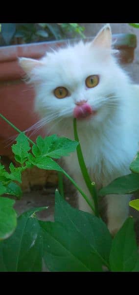 Persian cute cat 8 month Whatsapp pr Ajo . 03468015786 1