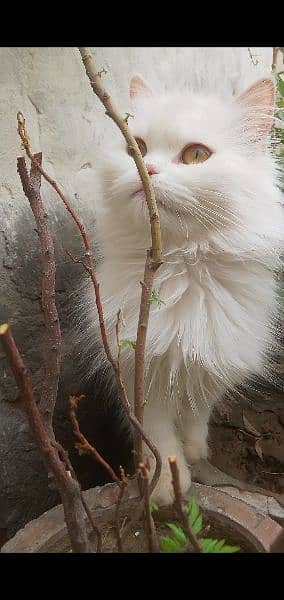 Persian cute cat 8 month Whatsapp pr Ajo . 03468015786 2